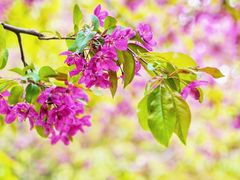 -海棠花溪(元大都城垣遗址公园)