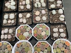 -三圣花乡旅游区