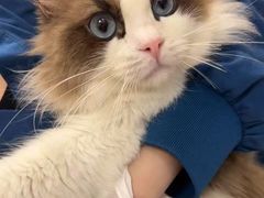 -瑞派康怡24h宠物医院·犬猫医疗中心·微创绝育(瑞景分院)