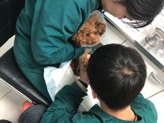 -利又安动物医院··老年病·猫科犬科·中兽医