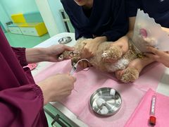 -北京观赏动物医院·24小时大型综合·猫专科·异宠专科