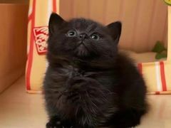-欣宠猫屋·矮脚拿破仑·蓝金金渐层