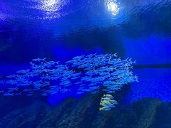 -海合安武汉极地海洋公园