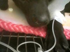 -达爱动物医院·犬猫分区·CT·复杂眼科(远洋山水分院)