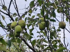 -昆山城市生态森林公园