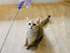 -猫大福·Fortune Cat猫舍(百子湾店)