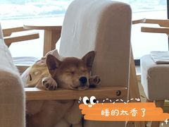 -柴犬小屋·柴餐厅·狗咖食堂(金鼎广场店)