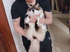 -宠福鑫康馨动物医院·骨科·眼科