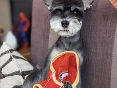 -爱宠屋pet shop·宠物洗澡·宠物美容