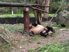 -都江堰中华大熊猫苑