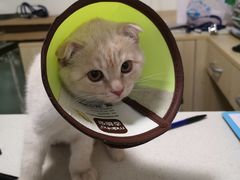 -乐派堂宠物医院·猫友好· 心脏科(东街店)