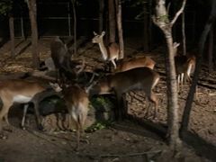 -清迈夜间动物园