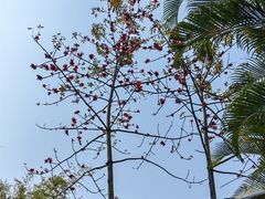 -深圳国际园林花卉博览园