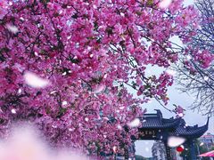 -莫愁湖公园