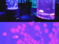 -南昌海洋公园