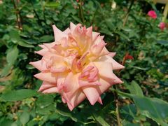 -人民公园(罗湖区)