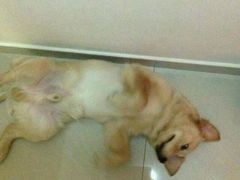 -21cake廿一客蛋糕