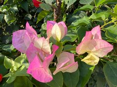 -没牙伯花生汤店(老药洲店)
