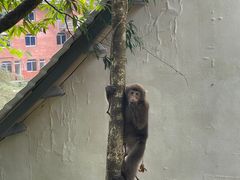 -西岭雪山大飞水景区