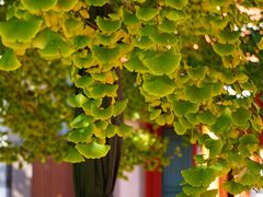 -北京石刻艺术博物馆(五塔寺)