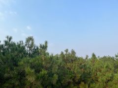 -铁山坪森林公园