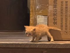 -猫咪博物馆(顶澳仔猫街店)