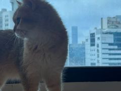 -有喵·猫咖·狗咖·30几只猫10只小狗(岗厦店)