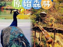 -西双版纳原始森林公园