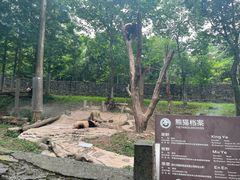 -都江堰中华大熊猫苑