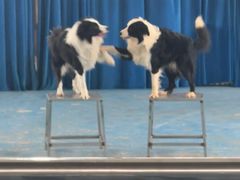 -泉州海丝野生动物世界