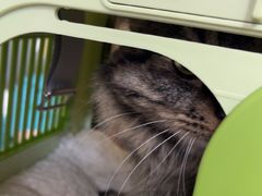 -瑞派天宁宠物医院·猫科·异宠中心