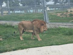 -西霞口神雕山野生动物世界