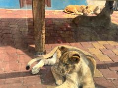 -大连森林动物园