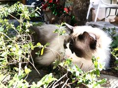 -喵屿·大理花园猫咖