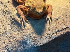 -酷以爬仙阁实体爬宠店·守宫·蜥蜴·专业繁育