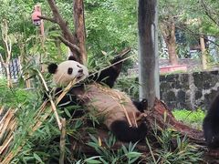 -都江堰中华大熊猫苑