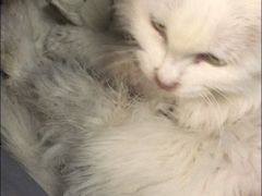 -美联众合动物医院·24h京西诊疗中心
