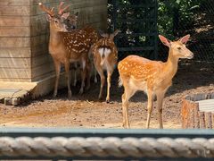 -大连森林动物园