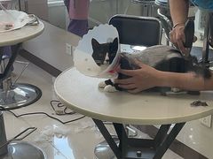 -北京观赏动物医院·24小时大型综合·猫专科·异宠专科