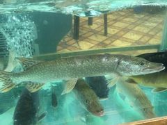 -新疆风味冷水鱼庄(友谊峰路店)