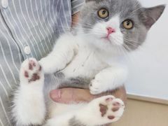 -山宅一喵德文卷毛猫舍