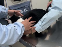 -汪喵宠物医院·骨科心脏影像·犬猫急重症ICU诊疗中心(成华分院)