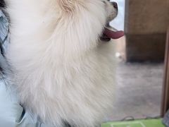 -瑞鹏宠物医院·宠保定点·心脏科·内科(御桥分院)