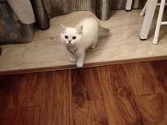 -爪爪喵星球·猫舍(前海卓越店)