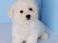 -翊宠yipet猫狗购宠庄园犬舍•猫舍