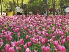 -郑州中国绿化博览园