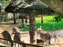 -深圳野生动物园