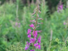 -白草畔自然风景区