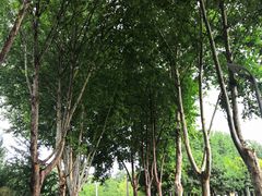 -郑州植物园