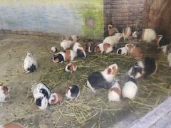 -贵州森林野生动物园